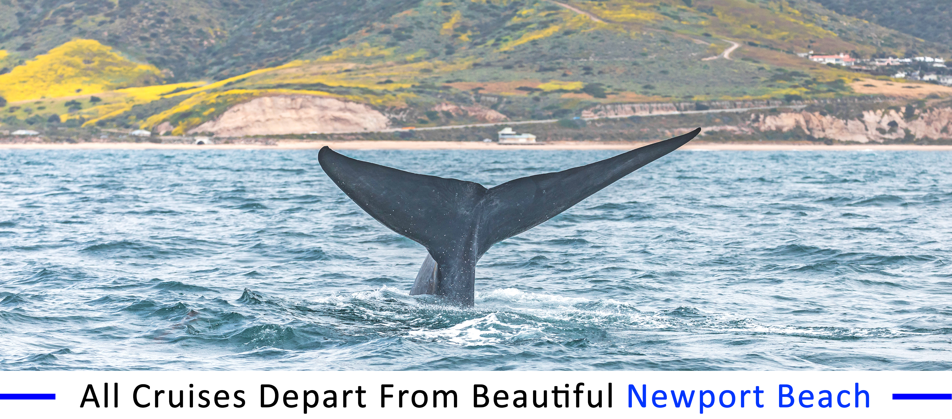 whale-watching-dana-point whale-watching-dana-point-field-trips